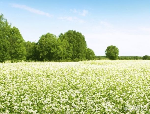 Мед 2024 года Алтайский оптом