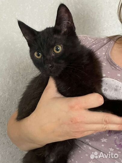 Котята в добрые руки бесплатно