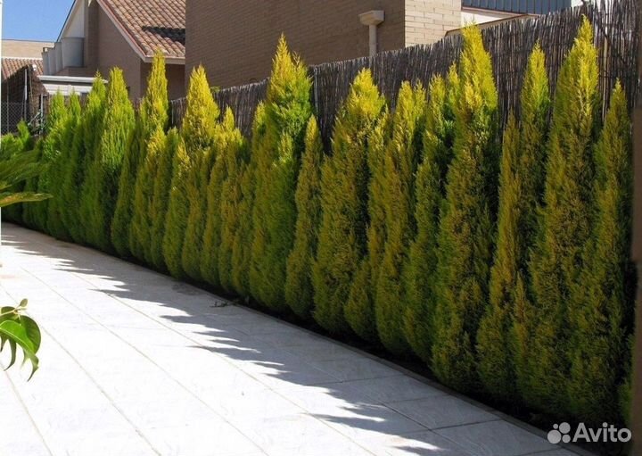 Туи премиум