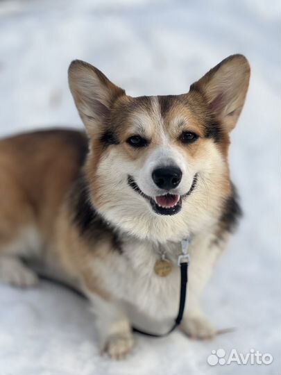 Передержка и выгул собак, няня для собак