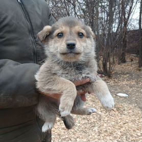 Щенки в добрые руки