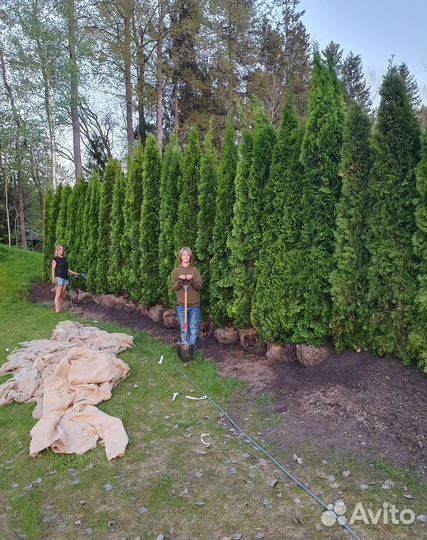 Шикарные Туи Смарагд 2.5м. Отдаем 50 шт в Ногинске
