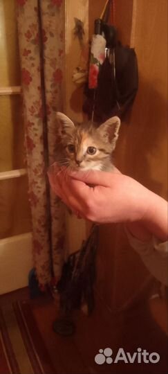 Котенок (кошечка)