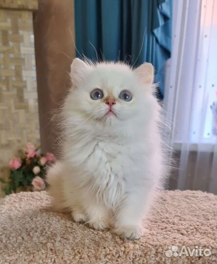 Британочка by11 33