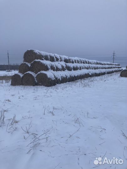 Продам сено в рулонах