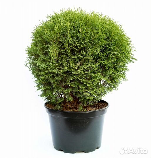 Саженцы туи в наличии