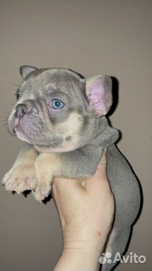 Щенки лиловой и изабелла генетики