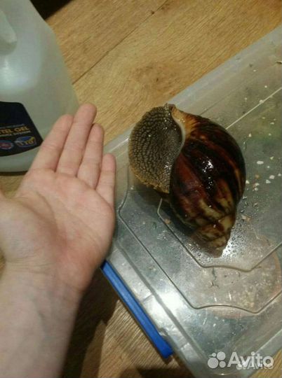 Улитка архахатина маргината