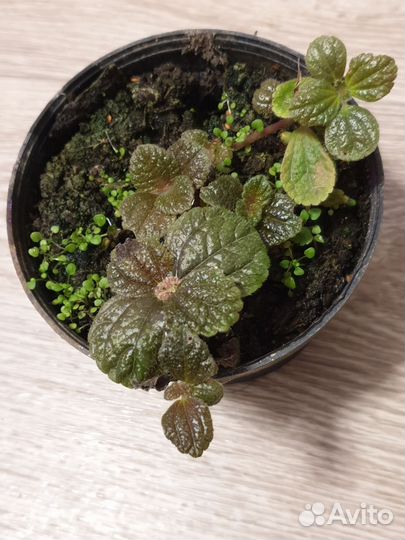 Комнатные цветы Пилея