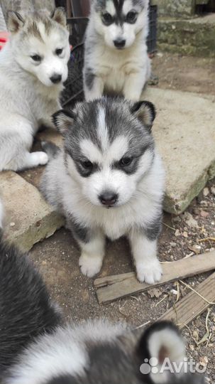 Щенки Лайки