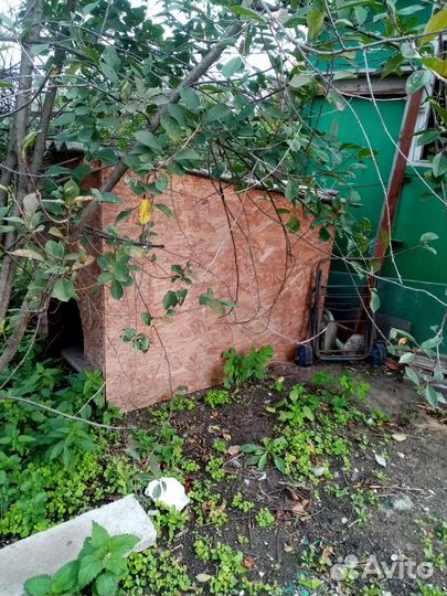 Собачья бутка