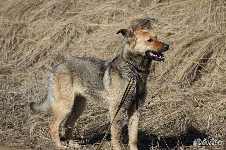 Собака в добрые руки бесплатно