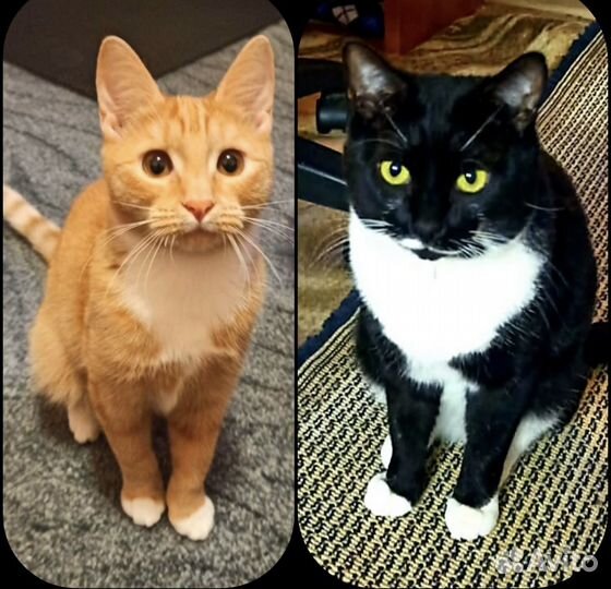 Спасеныши в поисках любящей семьи