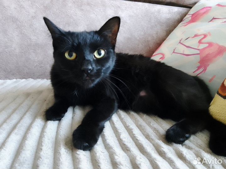 Черная Пантера