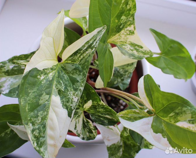 Сингониум Империал Вайт, пушистый кустик