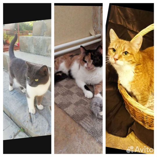Кошки в добрые руки