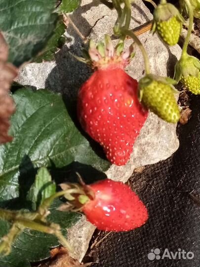 Клубника Королева Елизавета-2