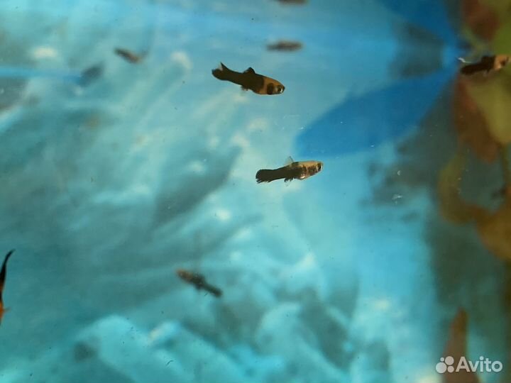 Мальки тигрового меченосца