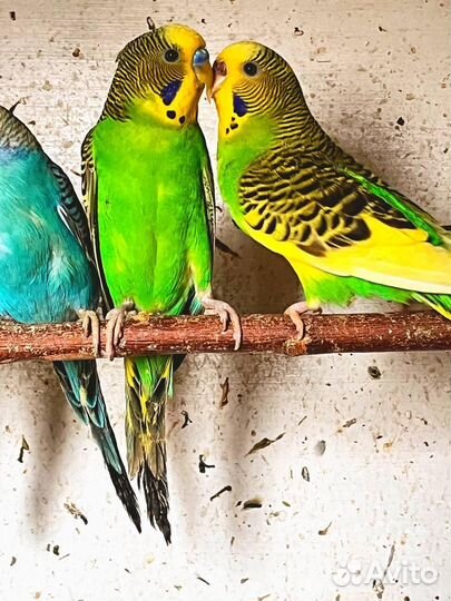 Волнистый попугай