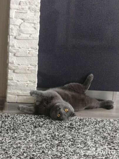 Отдам кота в добрые руки