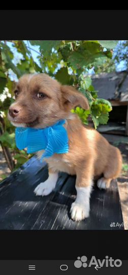 Собака в дар