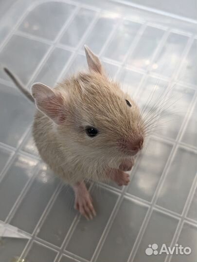 Дегу цветные из питомника