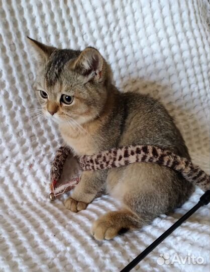 Котик золотая шиншилла