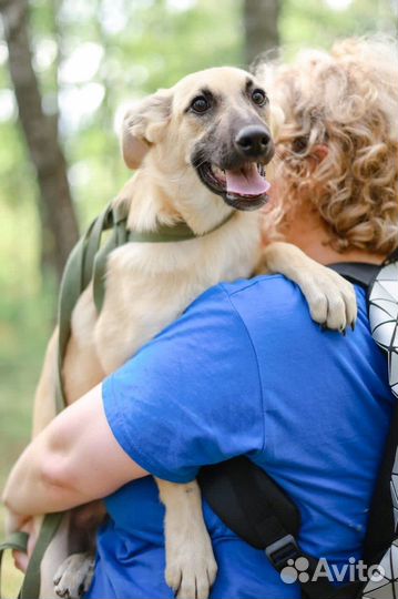 Собака из приюта