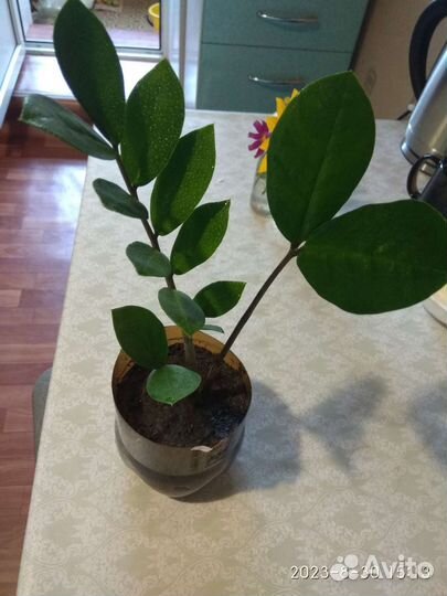 Замиокулькас