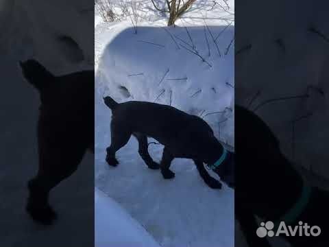 Ризеншнауцер Люк ищет новый дом