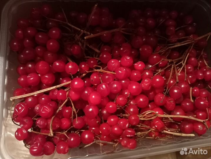 Калина красная