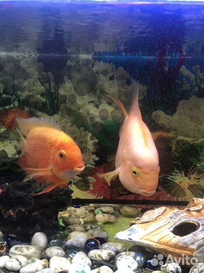 Аквариумные рыбки цихлиды