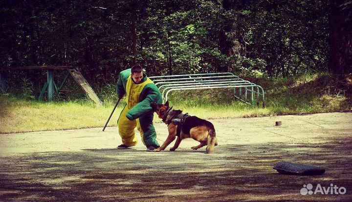 Дрессировка собак/кинолог/фигурант