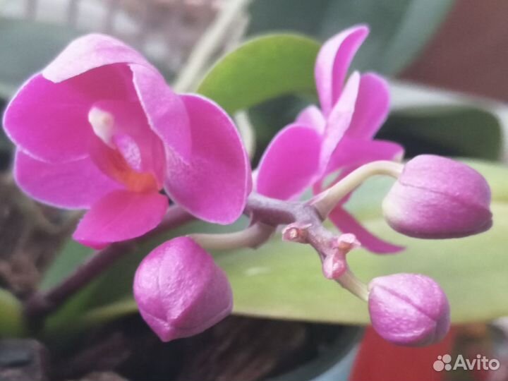 Орхидея мини-фаленопсис