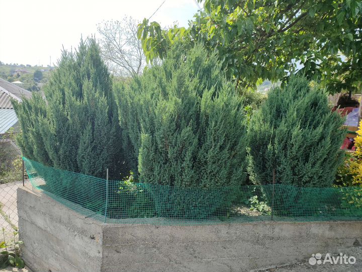 Можжевельник скальный