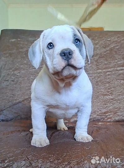 Щенки американский булли