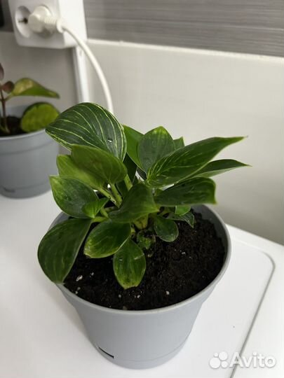Филодендрон биркин