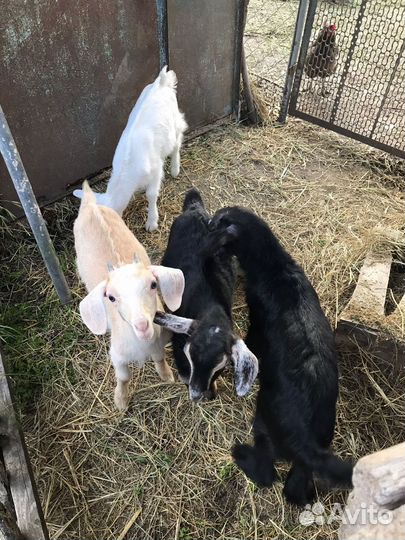 Козлята