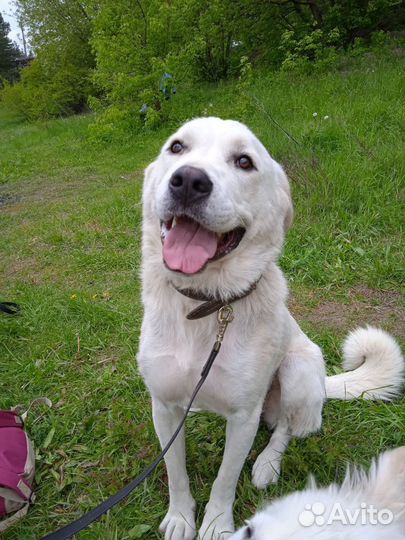 Добрая крупная собака в добрые руки