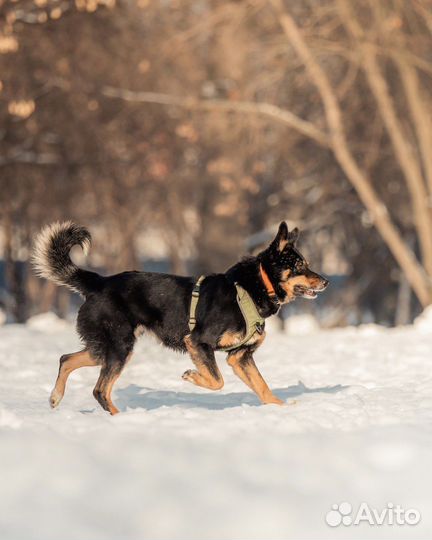 Собака в добрые руки бесплатно