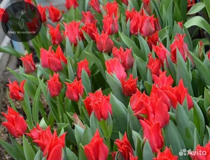 Тюльпаны микс голландские