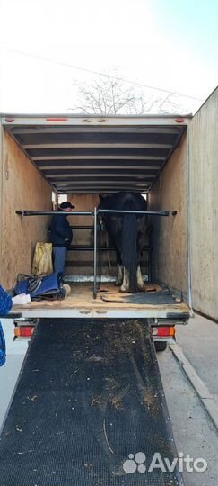 Постой для лошадей