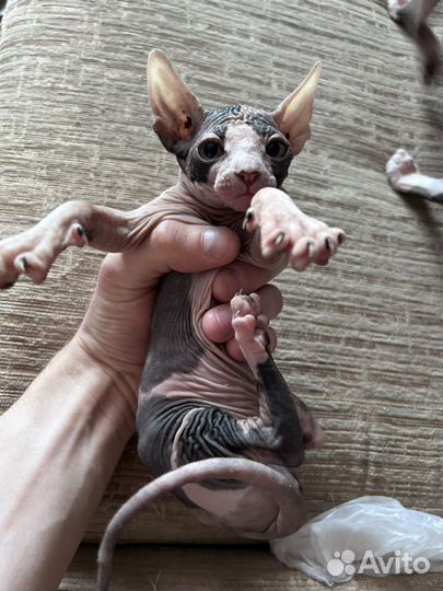 Канадский сфинкс