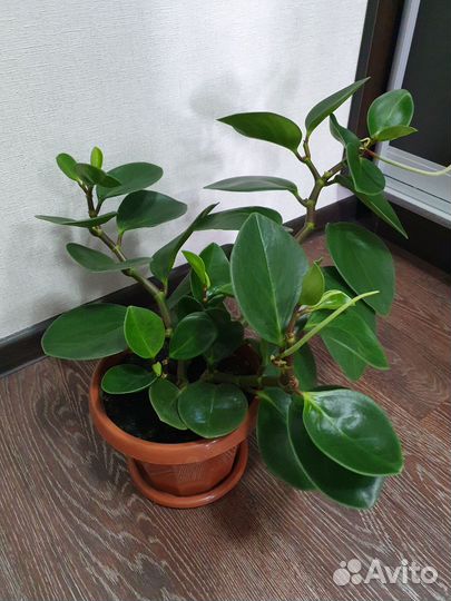 Пеперомия туполистная