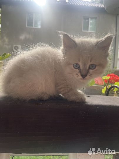 Котята в добрые руки бесплатно