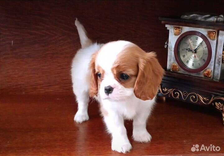 Кавалер кинг чарльз щенки