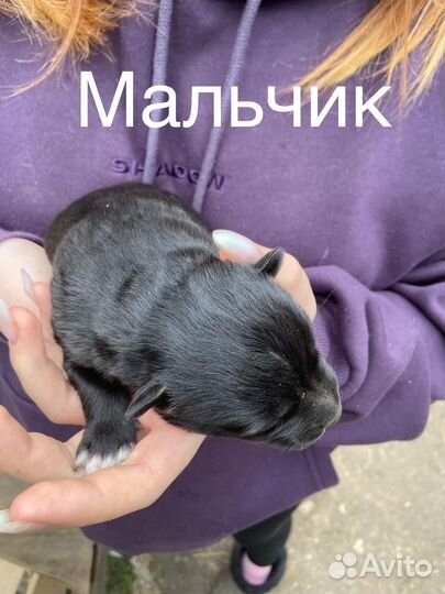 Щенки Лайки