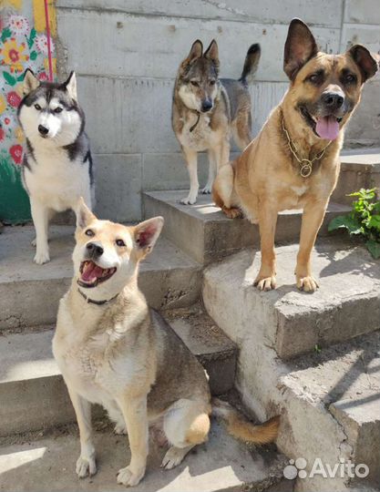 Зоогостиница в Ульяновске. Передержка собак