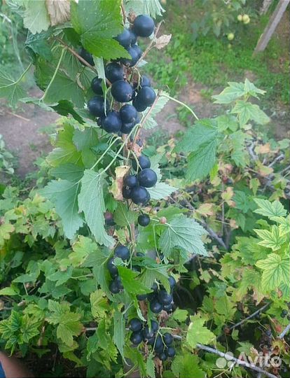 Саженцы смородины лучия