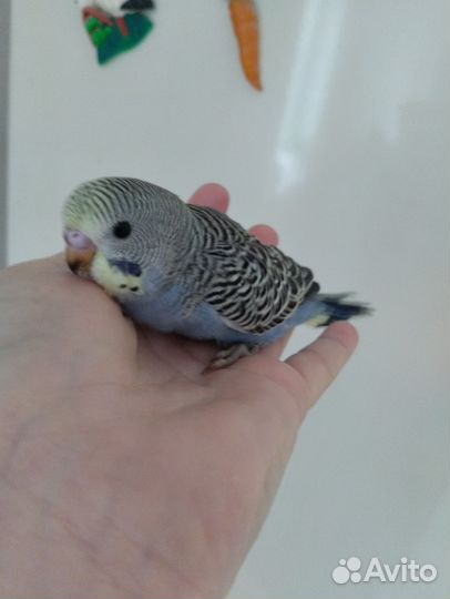 Птенцы волнистых попугаев